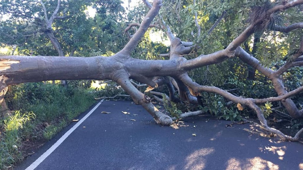  Fotos: Gigantesco &aacute;rbol provoca cierre de carretera en Pe&ntilde;uelas 