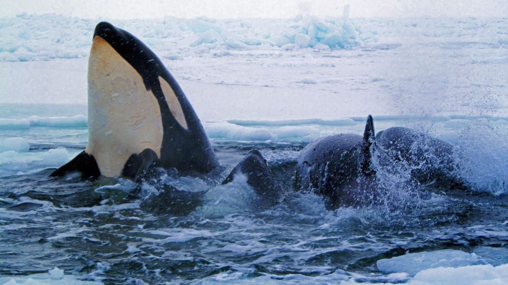  Grupo ambientalista demanda a Gobierno por no proteger un h&aacute;bitat de orcas 
