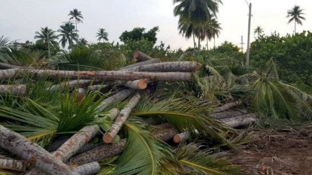  Investigaci&oacute;n sobre tala de m&aacute;s de mil &aacute;rboles en balneario de Cerro Gordo: contratistas cobran por peso y volumen, mientras que los otros por hora 