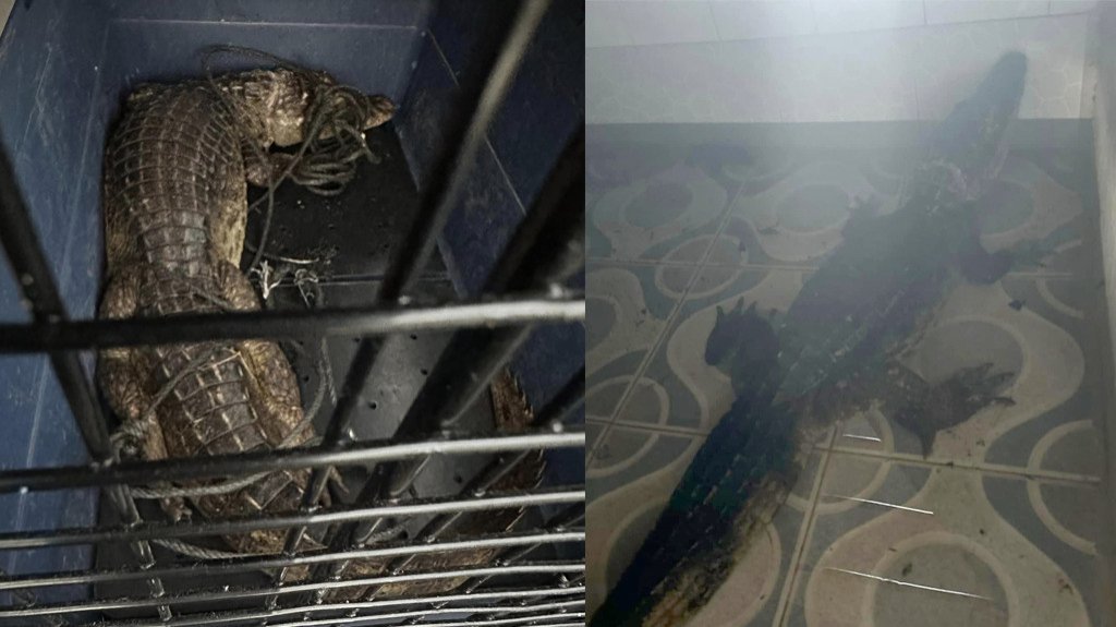  Capturan caimán en un sótano de residencia abandonada en Ciales 