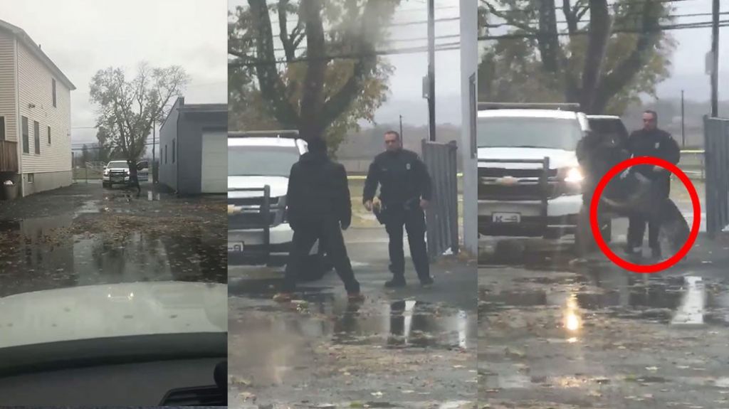  Video: Agred&iacute;a a un polic&iacute;a, pero su compa&ntilde;ero un K-9 lleg&oacute; al rescate 