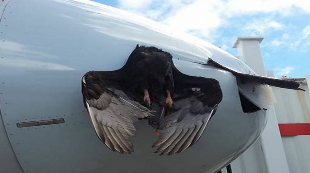 Video: AsÃ­ sacan un ave que se incrustÃ³ en un aviÃ³n de American Airlines al estrellarse en pleno vuelo 