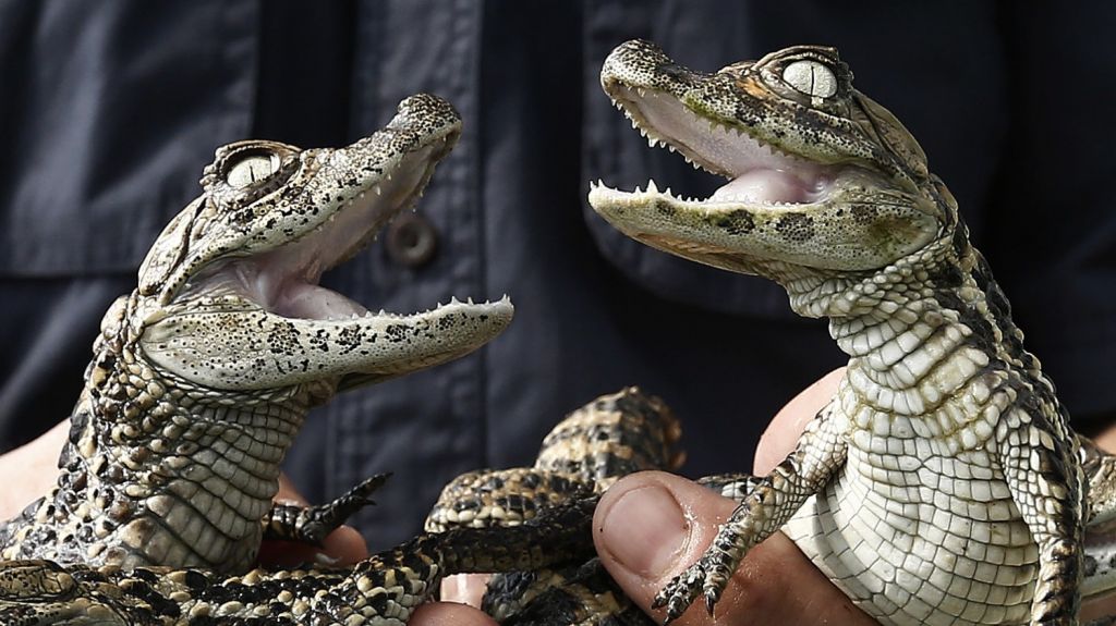  La polic&iacute;a le pregunt&oacute; si llevaba algo m&aacute;s y se sac&oacute; un caim&aacute;n del pantal&oacute;n 