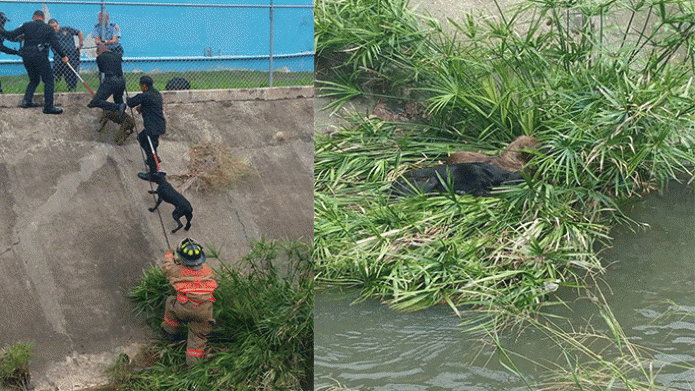 Bomberos y PolicÃ­as municipales de San Juan rescatan de la muerte a dos perritos 