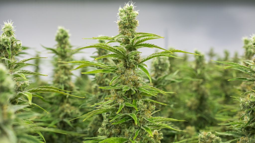  Nueva York proh&iacute;be las comidas y bebidas con cannabidiol 