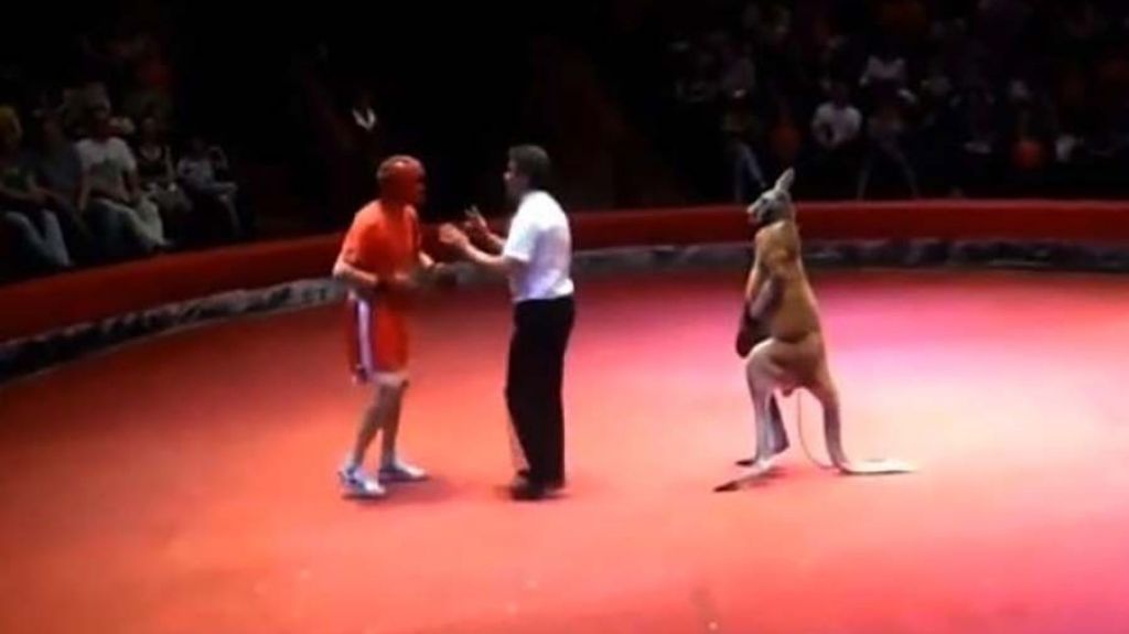  Video de boxeo hombre vs Canguro 