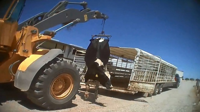 Video: Filman un impactante caso de maltrato a vacas en EE.UU.