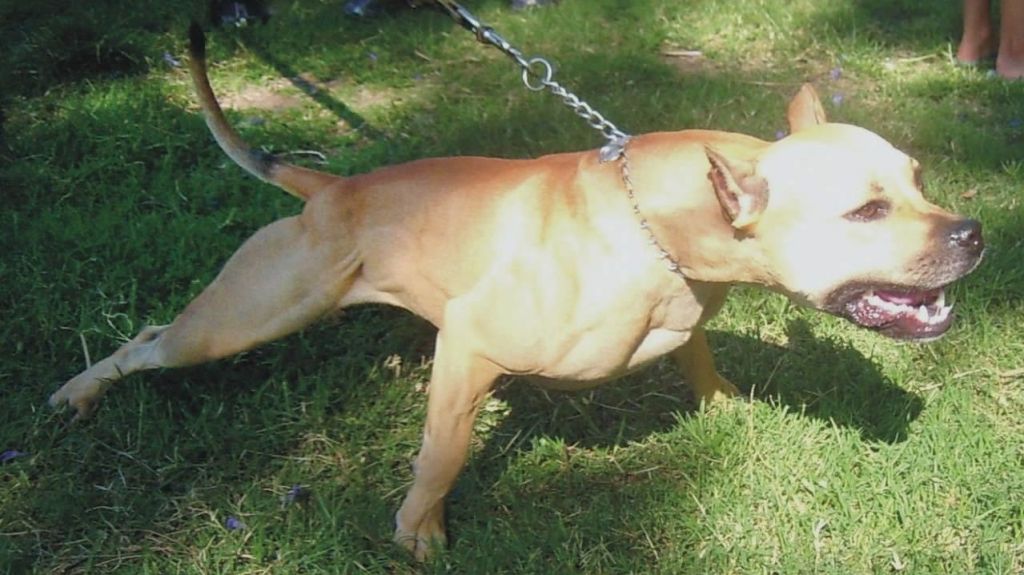  Mujer es atacada por perro Pitbull propiedad de su hijo 
