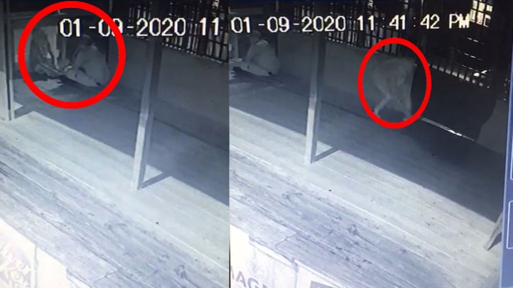  Video: Due&ntilde;o de negocio en Carolina arresta &ldquo;Caco&rdquo; que estaba rob&aacute;ndole las c&aacute;maras de seguridad 
