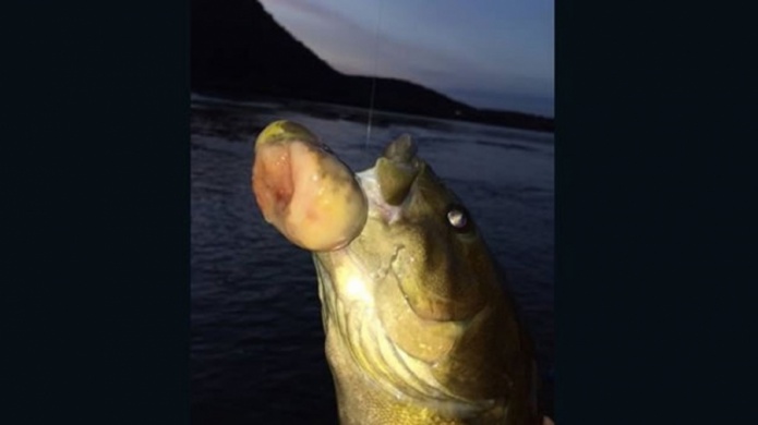 Autoridades hallan un pez con cÃ¡ncer en rÃ­o de Estados Unidos