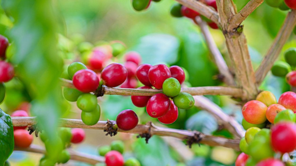  Buscan frenar aumento en el café 