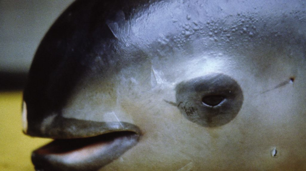  Un cet&aacute;ceo amenazado genera un nuevo obst&aacute;culo en el comercio EEUU-M&eacute;xico 