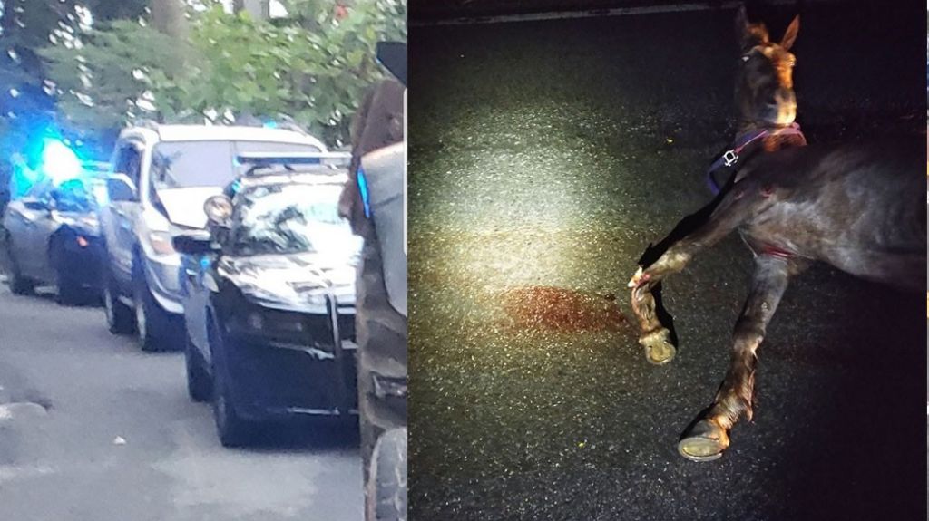  Dan &ldquo;Tiro de gracia&rdquo; a un caballo atropellado esta madrugada en Toa Alta 