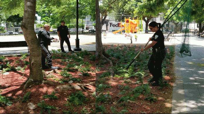 EnvÃ­an a policÃ­as municipales a cazar gallinas en Condado