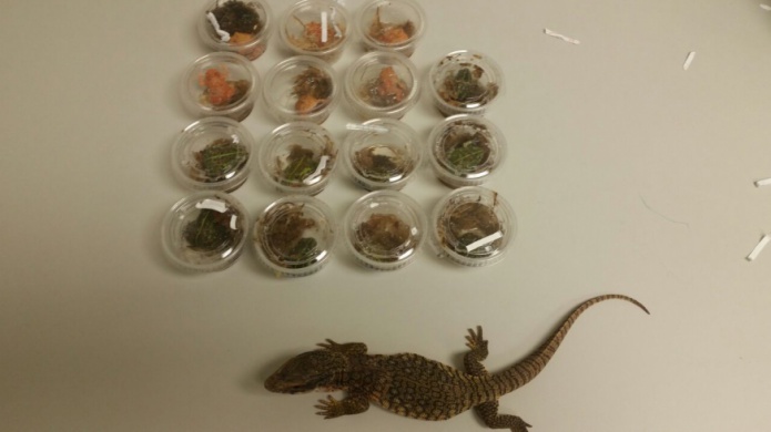 Vigilantes ocupan especies daÃ±inas para la fauna en Puerto Rico
