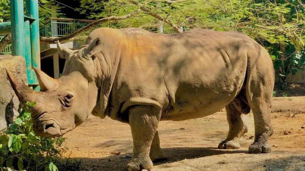  Urgen a que se atiendan los cerca de 300 animales del Zool&oacute;gico de Mayag&uuml;ez en medio de la emergencia 