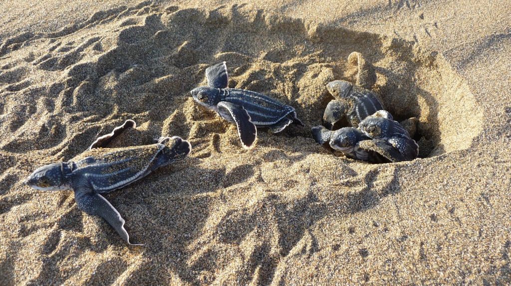  EL DRNA y los grupos tortugueros est&aacute;n listos para recibir a los tinglares 