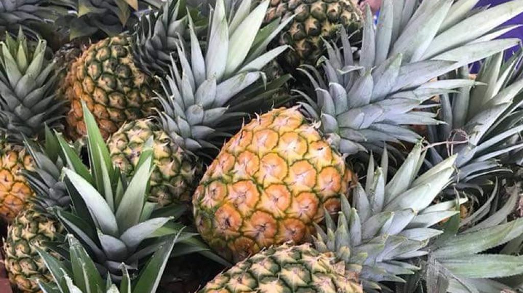  Roban dos mil pi&ntilde;as, valoradas en siete mil d&oacute;lares, de finca de Barceloneta 