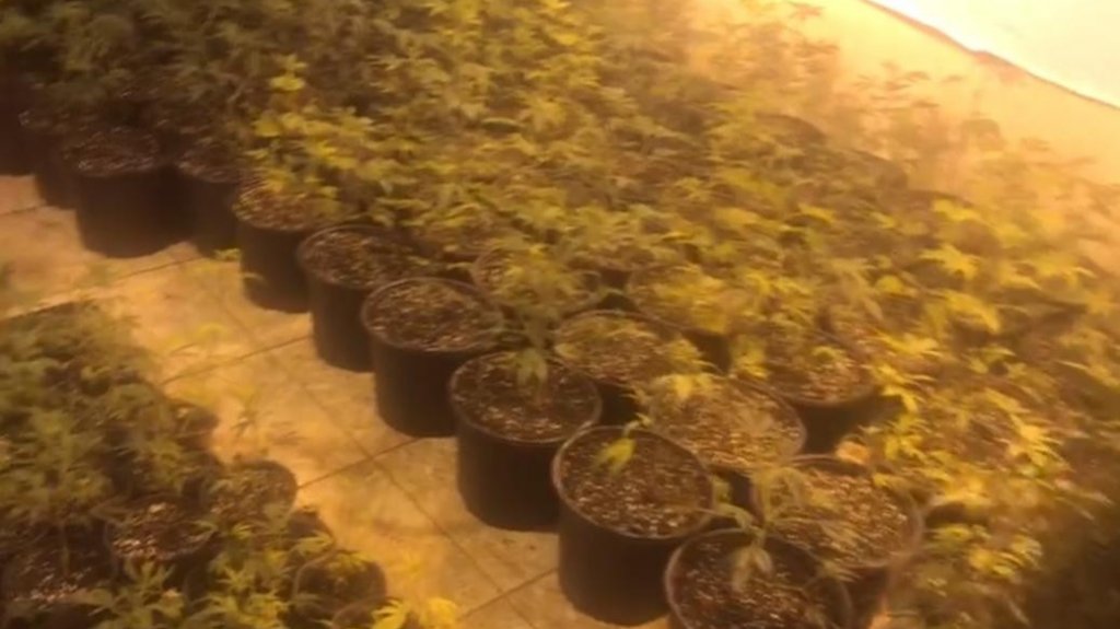  Fotos: Ocupan 863 Plantas de Marihuana durante allanamiento en Isabela 