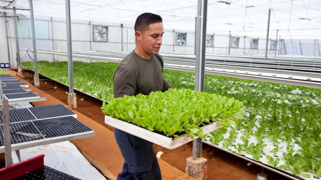  Se inagura el hidrop&oacute;nico m&aacute;s grande de la Isla 