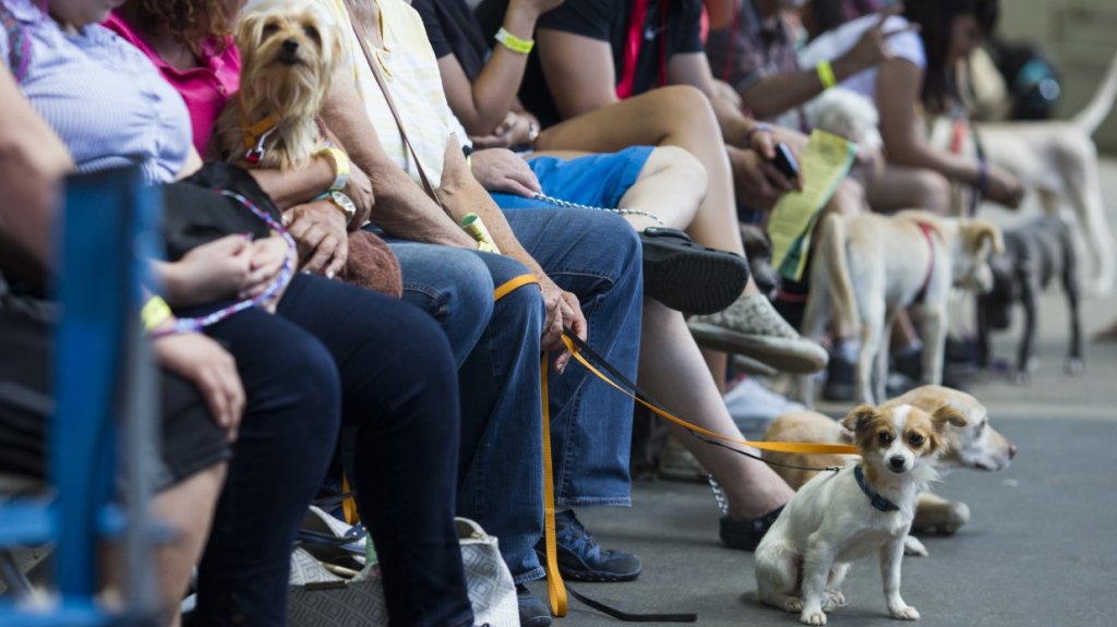  Puerto Rico permitir&aacute; que veterinarios de Estados Unidos y Canad&aacute; ofrezcan servicios gratuitos en la Isla 