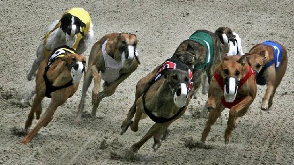 Perturbador informe: Denuncian que galgos de carrera son drogados hasta con cocaÃ­na