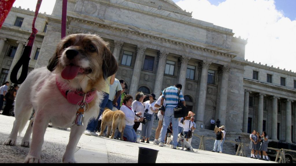  Alertan a recoger heces de animales para evitar contagio enfermedades 