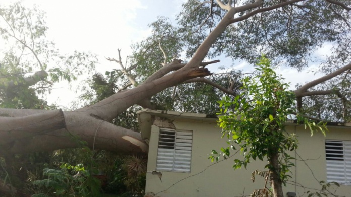 ÃRBOL CENTENARIO CAE SOBRE RESIDENCIA EN AGUADILLA Y LA DESTRUYE