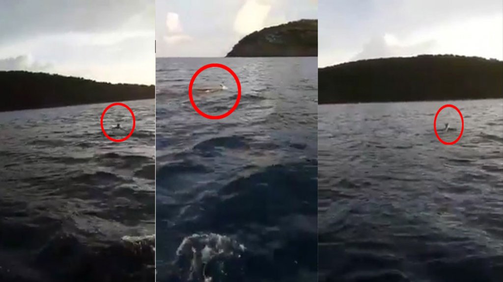  Captan en video a un venado nadando desde culebrita hasta Cayo Norte 