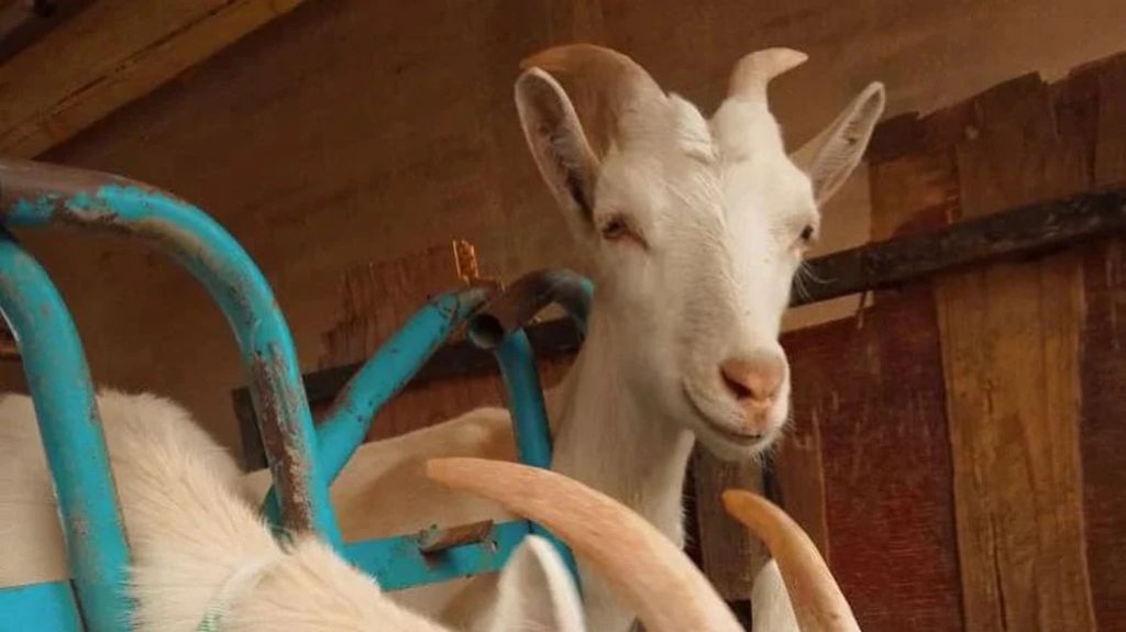  Se roban 5 cabras en Carolina 