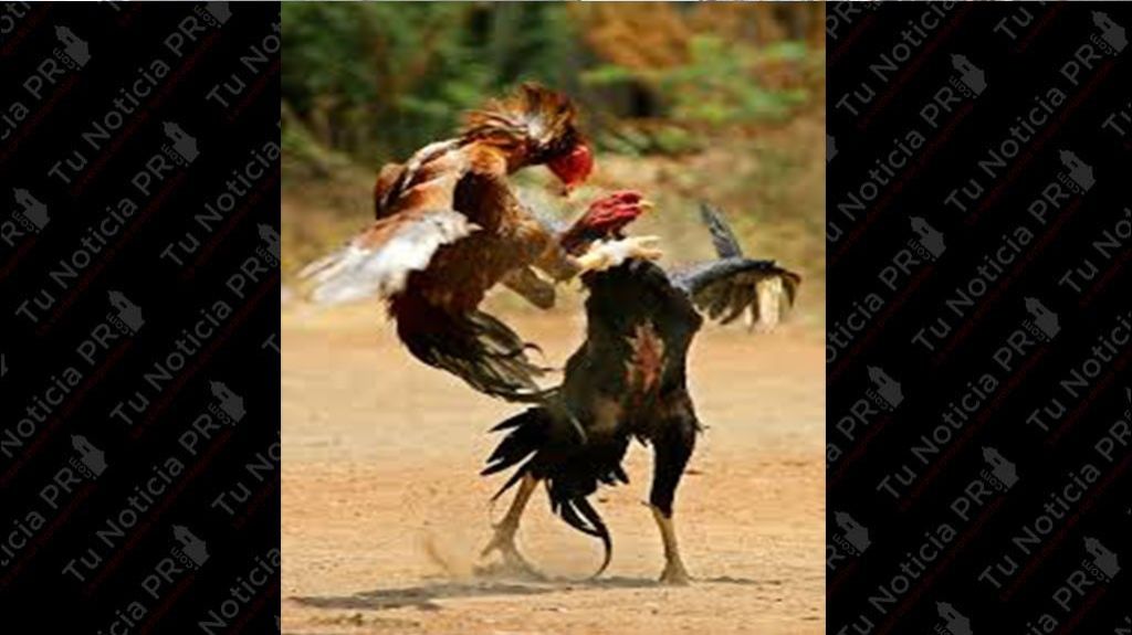  Cabildean enmienda Senado federal para que gobiernos estatales decidan sobre peleas de gallo 