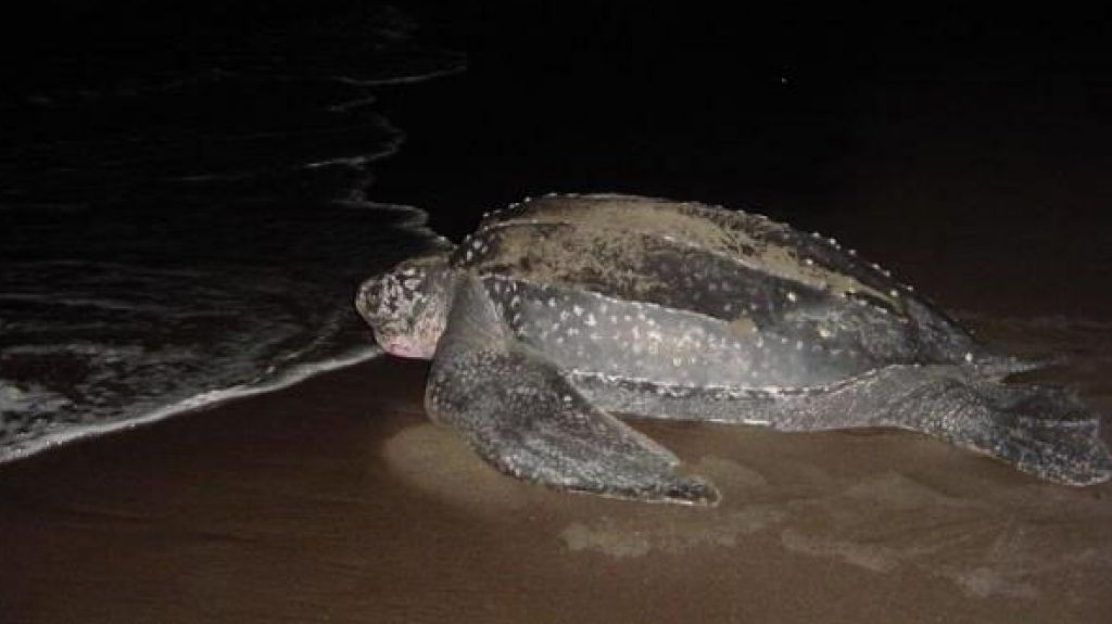  Actualmente hay m&aacute;s de 1.200 nidos de tinglar en todo Puerto Rico 