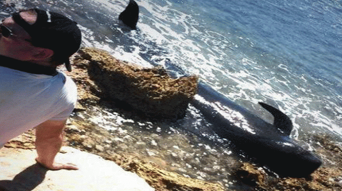 Ultima Hora : Una ballena muerta y una Viva en playa de Cabo Rojo