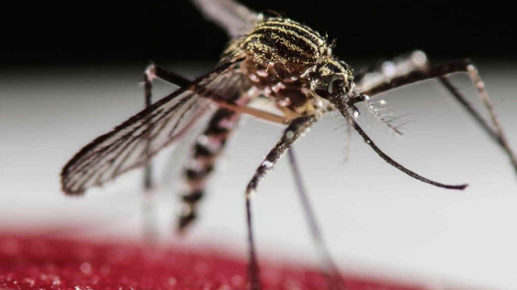  Unos 1.000 millones de personas podr&iacute;an padecer dengue por cambio clim&aacute;tico 