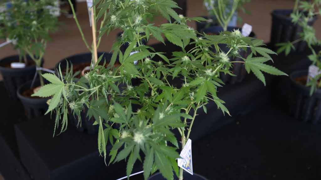  Canad&aacute; da la bienvenida al "cannabis 2.0" con venta de productos comestibles 