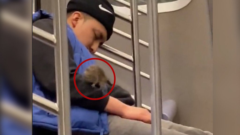 Video: En el metro de Nueva York, lo mejor es no dormir, o se te suben las ratas 