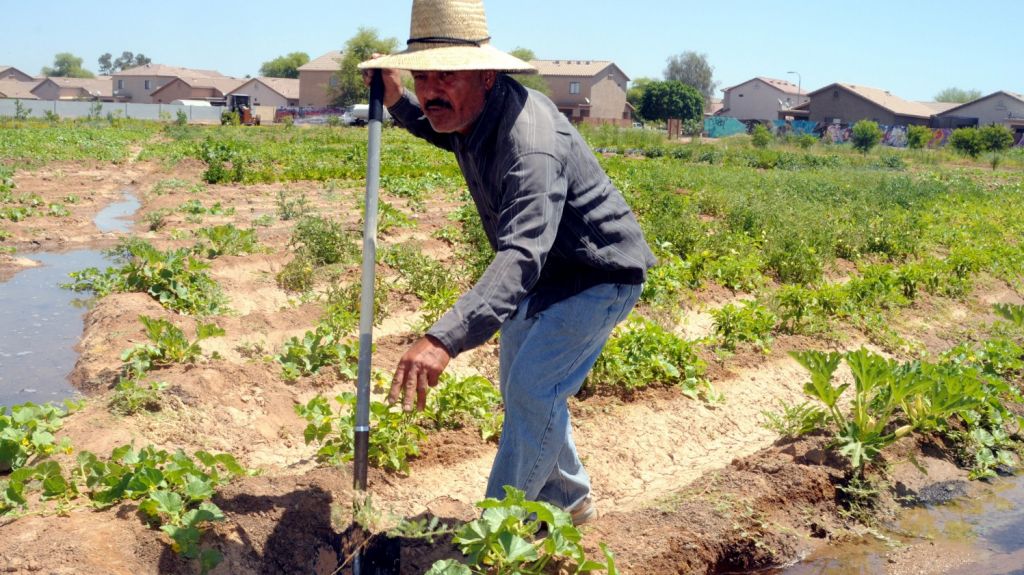  Vecinos de Phoenix convierten un "desert food" en zona de hortalizas 
