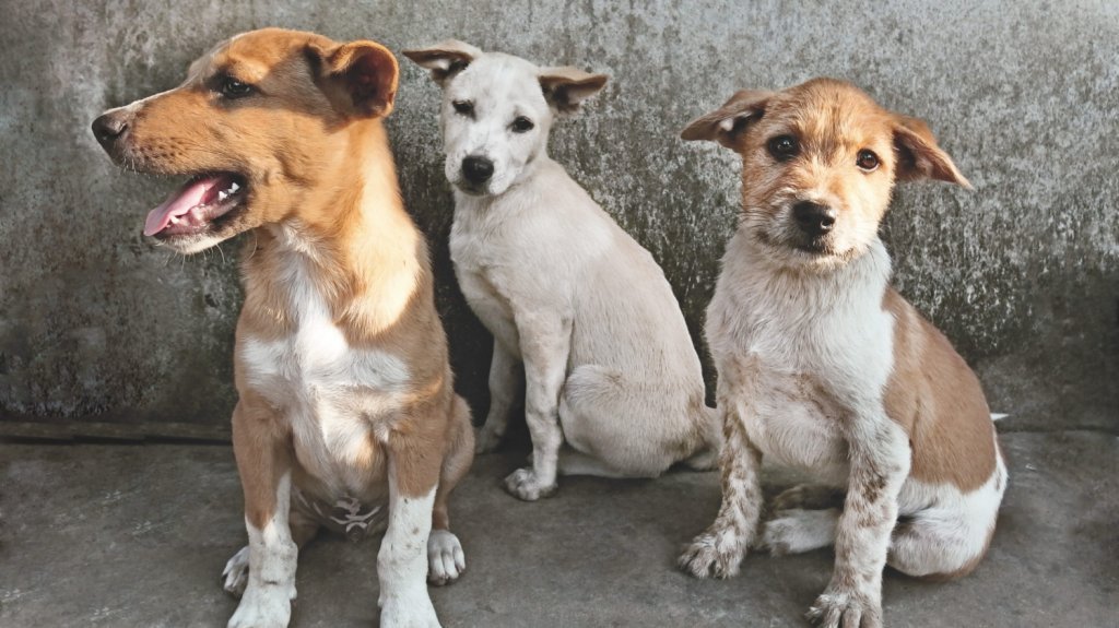  Someten 87 cargos por maltrato de animales contra sujeto que mantuvo m&aacute;s de cien perros y gatos desnutridos y enjaulados 