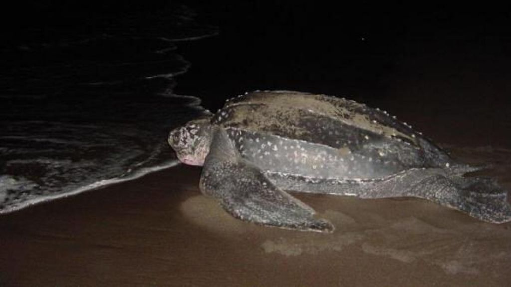  Se registra primer nido de tinglar de la temporada en Maunabo 