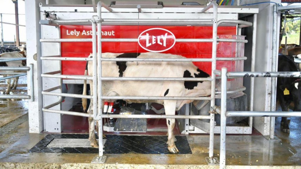  Departamento de Agricultura inaugura la primera vaquer&iacute;a rob&oacute;tica en Puerto Rico 