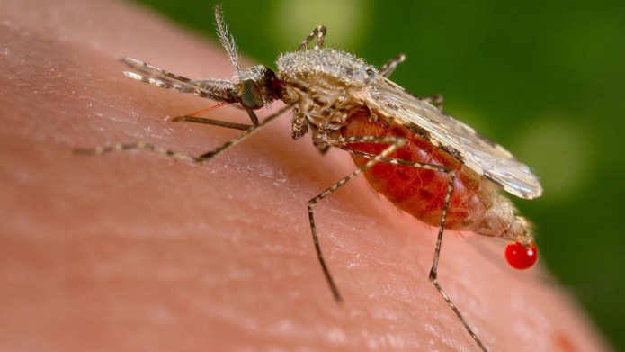 Nuevo virus misterioso portado por mosquitos