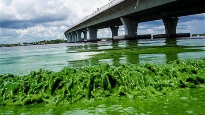Alarma por alga tÃ³xica en Florida saca a flote riesgos de dique en Okeechobee