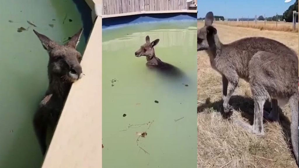  Video: Desesperado, un canguro se meti&oacute; en una piscina para escapar de los incendios de Australia 
