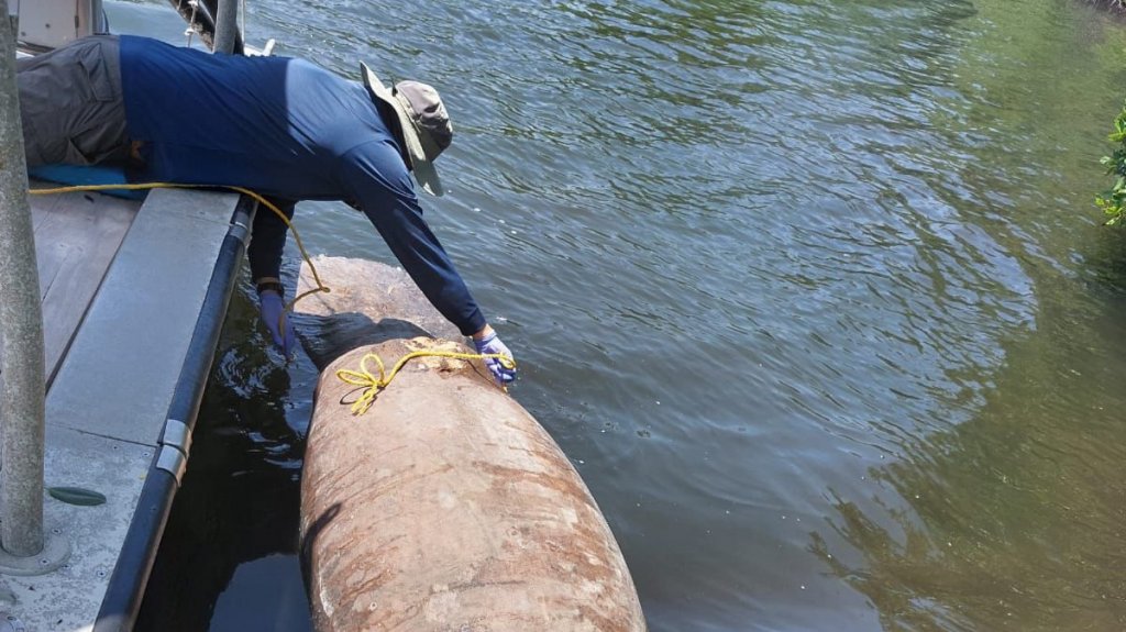  Hacen llamado para proteger a los manat&iacute;es durante los d&iacute;as festivos venideros, ya que en lo que va del a&ntilde;o se han reportado 11 muertes 