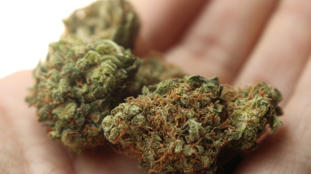  Presidente de Puerto Rico Legal Marijuana sostiene venta flor de cannabis no está prohibida 