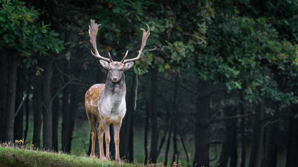  Detectan en EE.UU. los primeros casos mundiales de ciervos infectados con covid-19 