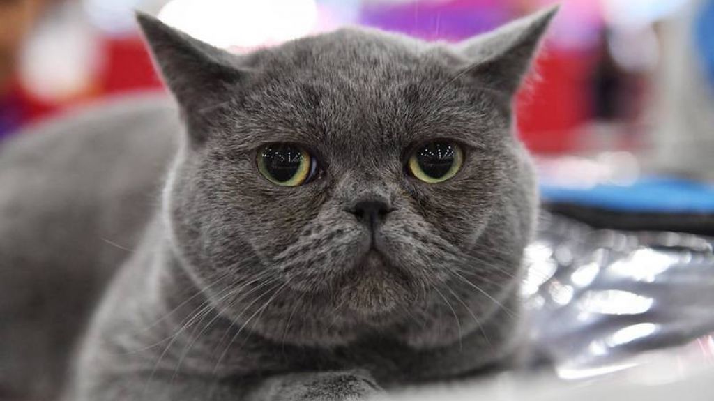  Video: Veterinarios logran que la famosa gata obesa y perezosa camine por la cinta de correr (aunque siga "protestando") 