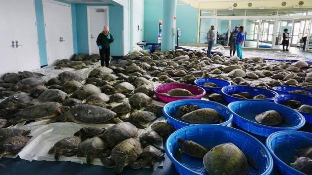  Residentes de Texas rescatan cientos de tortugas marinas del frio 
