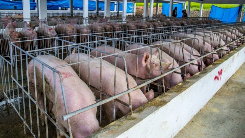 Autoridades reportan la peste porcina africana en 14 provincias 
