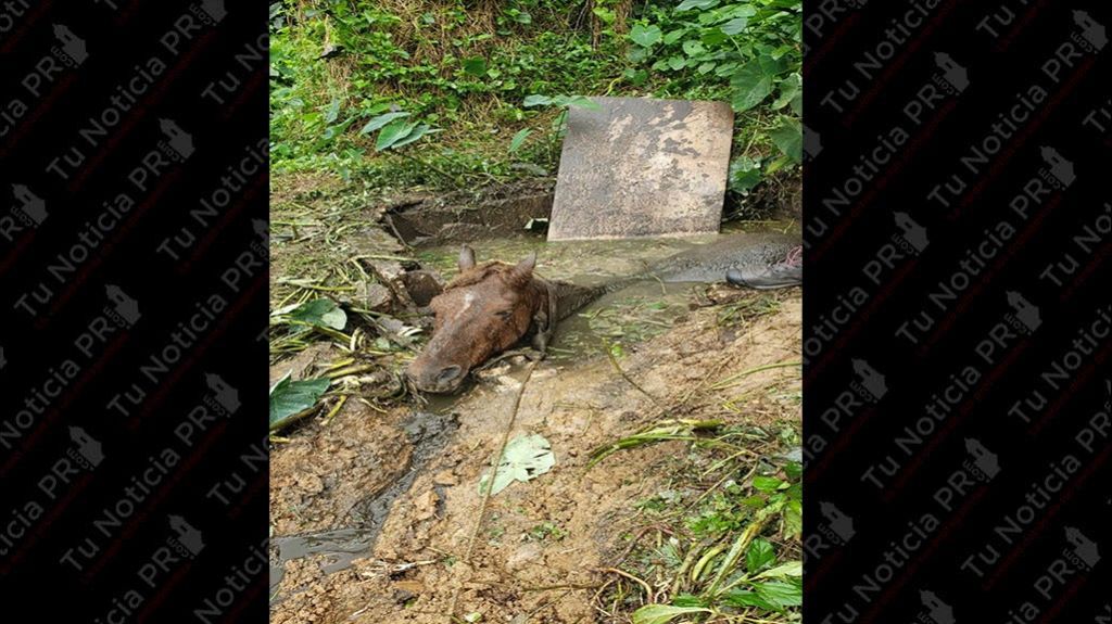  Rescatan a caballo que cay&oacute; en pozo s&eacute;ptico en Caguas 